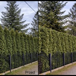 Jacek Wyrwas VERDE - Żywopłot z tui przed i po przycięciu, widoczne wyrównane linie i odświeżona forma, czarne metalowe ogrodzenie, szara droga, pochmurne niebo.