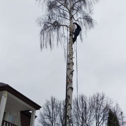 Wycinka drzew Szczecin 1