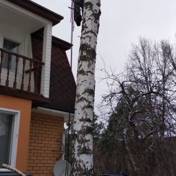 Wycinka drzew Szczecin 2