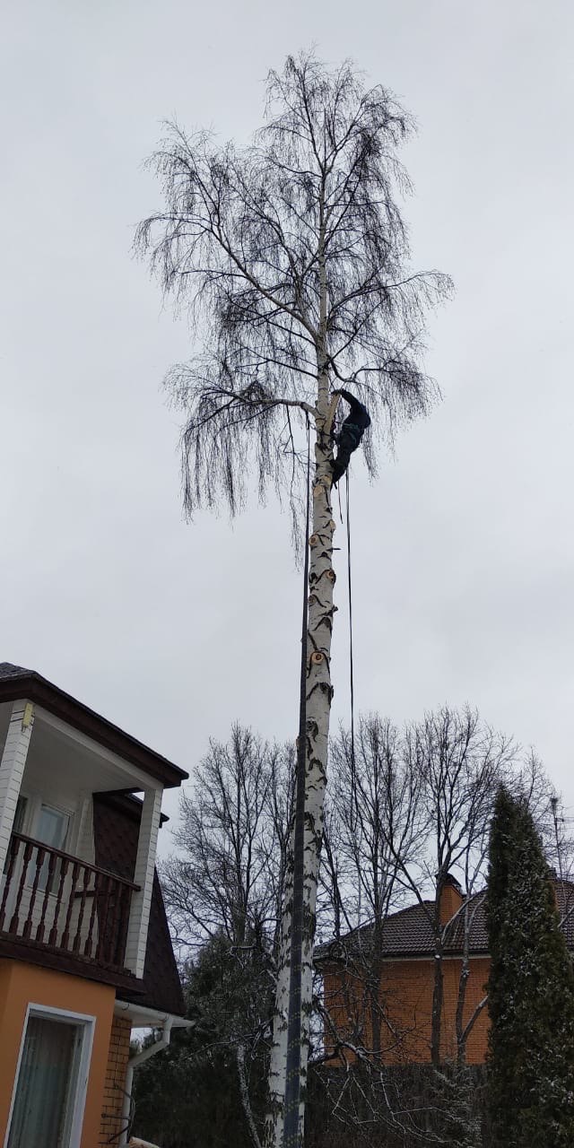 Arborysta na wysokiej, smukłej brzozie bez liści, zabezpieczony linami, przygotowuje się do cięcia gałęzi. W tle budynki mieszkalne i pochmurne niebo.