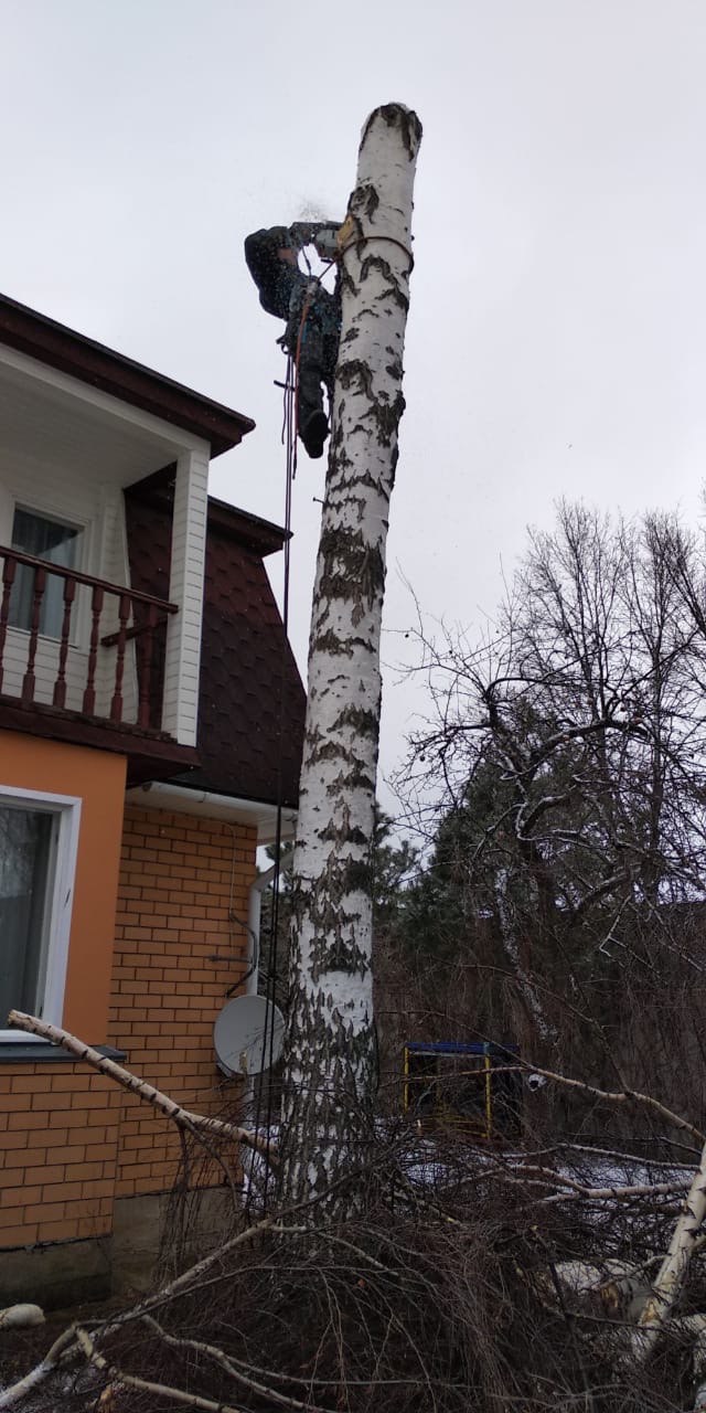 Arborysta w uprzęży tnie wysoki pień brzozy piłą spalinową. W tle dom z balkonem i sterta ściętych gałęzi.