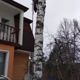 Arborysta na wysokości przycina topolę piłą łańcuchową, w tle dom z cegły i ścięte gałęzie u podstawy drzewa. Prace ogrodnicze w zimowy dzień.