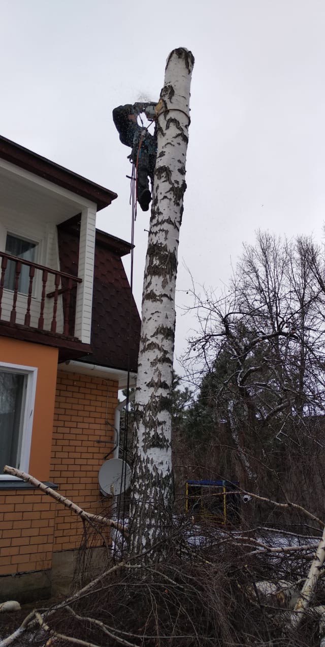 Arborysta na wysokości przycina topolę piłą łańcuchową, w tle dom z cegły i ścięte gałęzie u podstawy drzewa. Prace ogrodnicze w zimowy dzień.