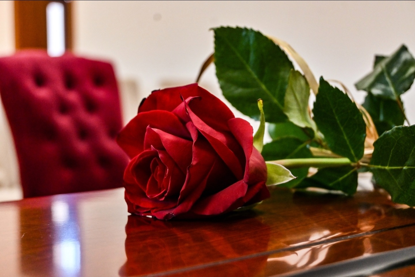 Pojedyncza czerwona róża z zielonymi liśćmi leży na błyszczącym, drewnianym stole. W tle rozmyty fragment czerwonego krzesła z pikowaniem.
