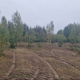 Wycinka drzew Tomaszów Mazowiecki 4