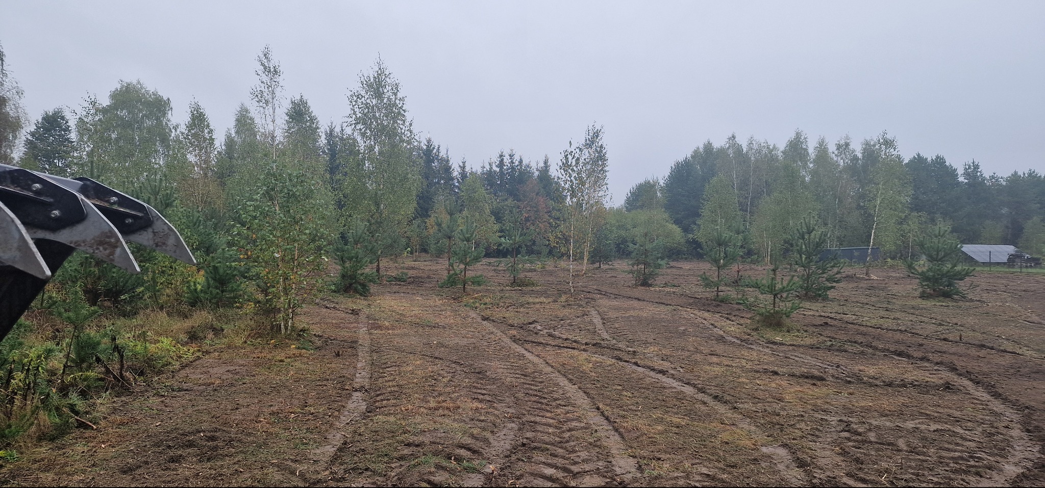 Przygotowany teren pod nasadzenia z widocznymi śladami opon maszyny rolniczej i młodymi drzewkami. Z lewej fragment maszyny. Pochmurny dzień.