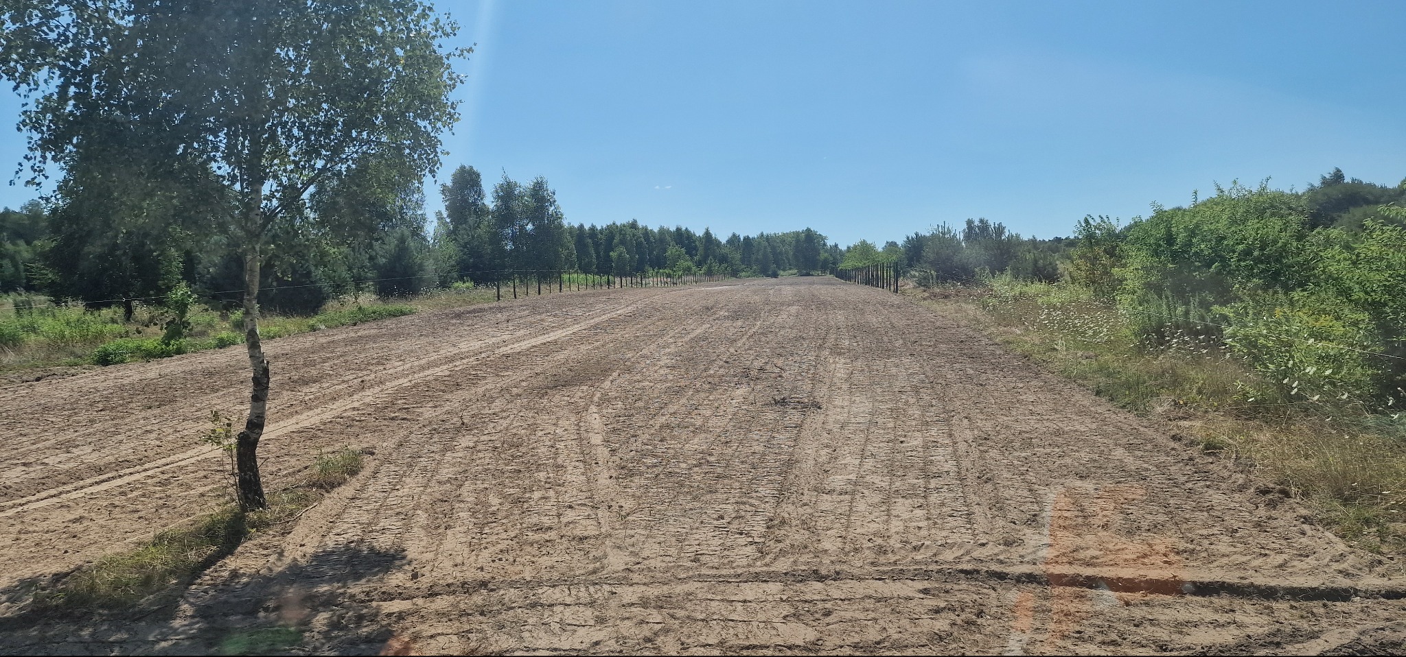 Przygotowany teren pod trawnik z młodą brzozą po lewej. Widoczne ślady opon i wyrównana powierzchnia. W tle drzewa i ogrodzenie.
