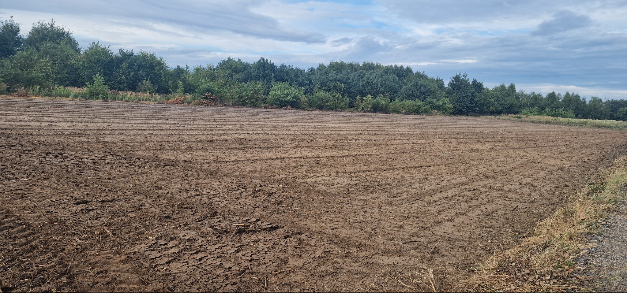 Przygotowany, wyrównany i poorany teren pod uprawę lub trawnik. W tle widoczny pas drzew i pochmurne niebo. Ślady opon na ziemi wskazują na niedawne prace.