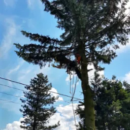 Arborysta w uprzęży, wykonuje pracę na wysokości, przycinając gałęzie drzewa na tle błękitnego nieba z chmurami. Widoczne narzędzia i liny.
