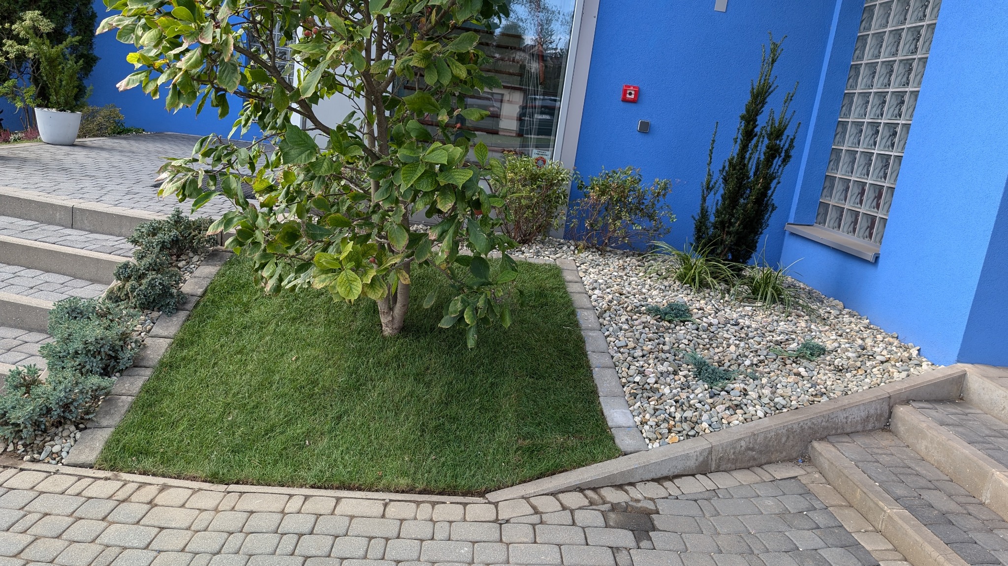 Aranżacja ogrodu z trawnikiem, drzewem i kamieniami ozdobnymi przy niebieskim budynku z oknem z luksferów. Kostka brukowa i schody.
