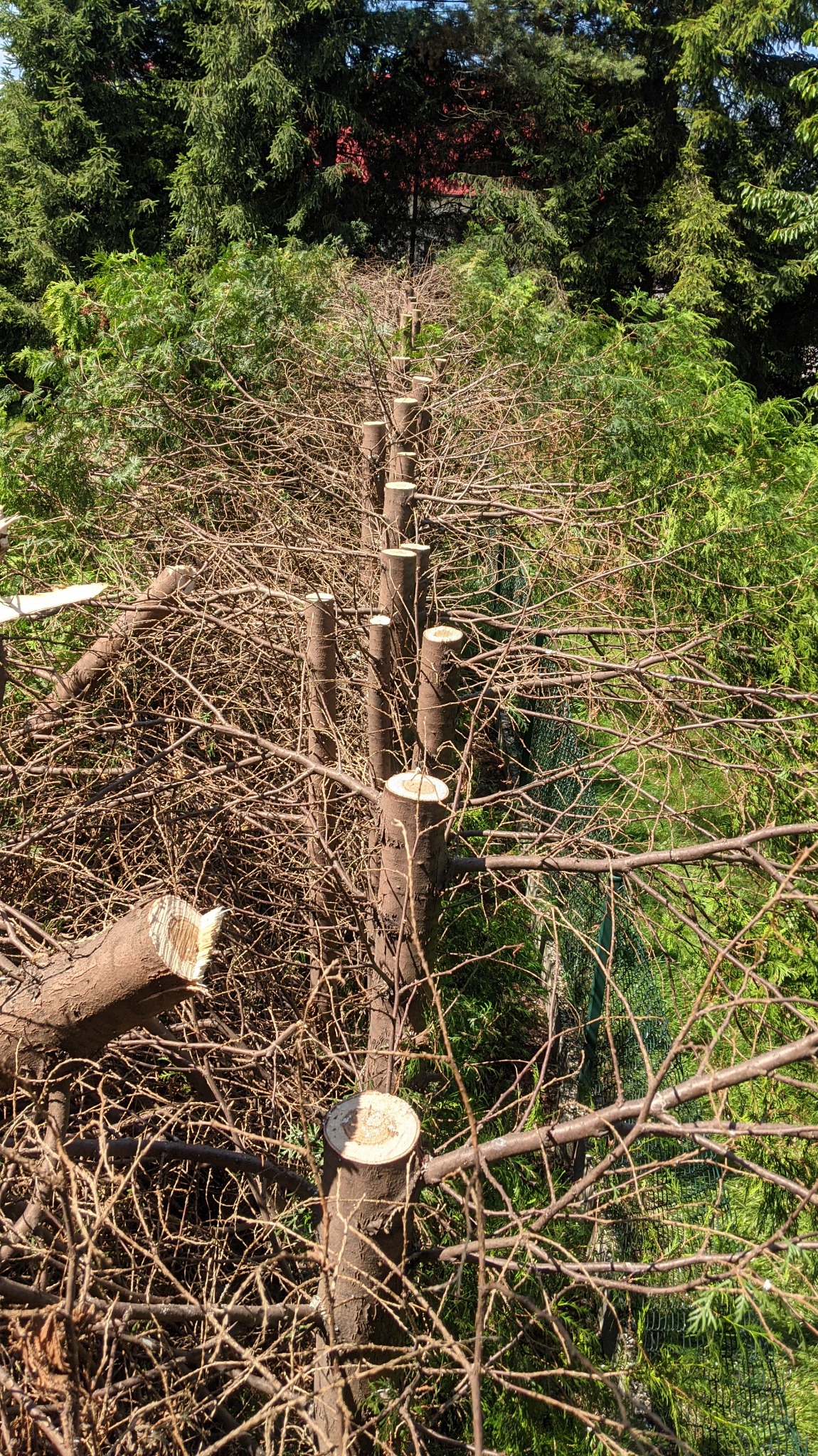 Przycięty żywopłot z widocznymi pniami drzew, w tle zieleń drzew iglastych i fragment dachu. Widok z góry.