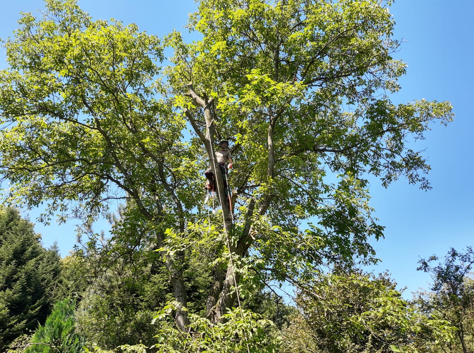 Arborysta na linie, w koronie drzewa, z piłą spalinową, w trakcie pracy na tle błękitnego nieba. Część gałęzi jest już usunięta. Widok z dołu.