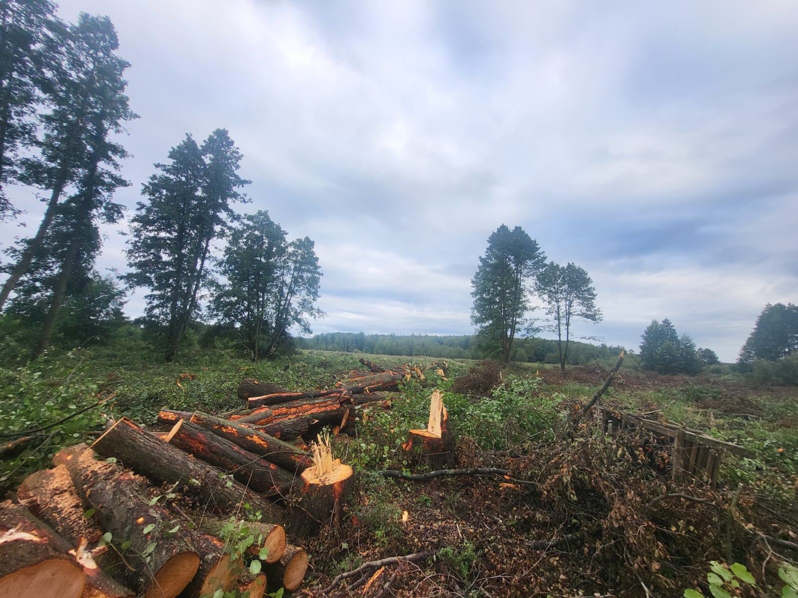 Teren po wycince drzew: pnie, gałęzie i ścięte drzewa na tle pochmurnego nieba. Widoczne pozostałości po usuniętych drzewach.