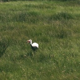 Adam Żurawicki - Bocian biały z otwartym dziobem stoi na łące z wysoką, zieloną trawą. Ptak skierowany w lewo, w naturalnym środowisku.