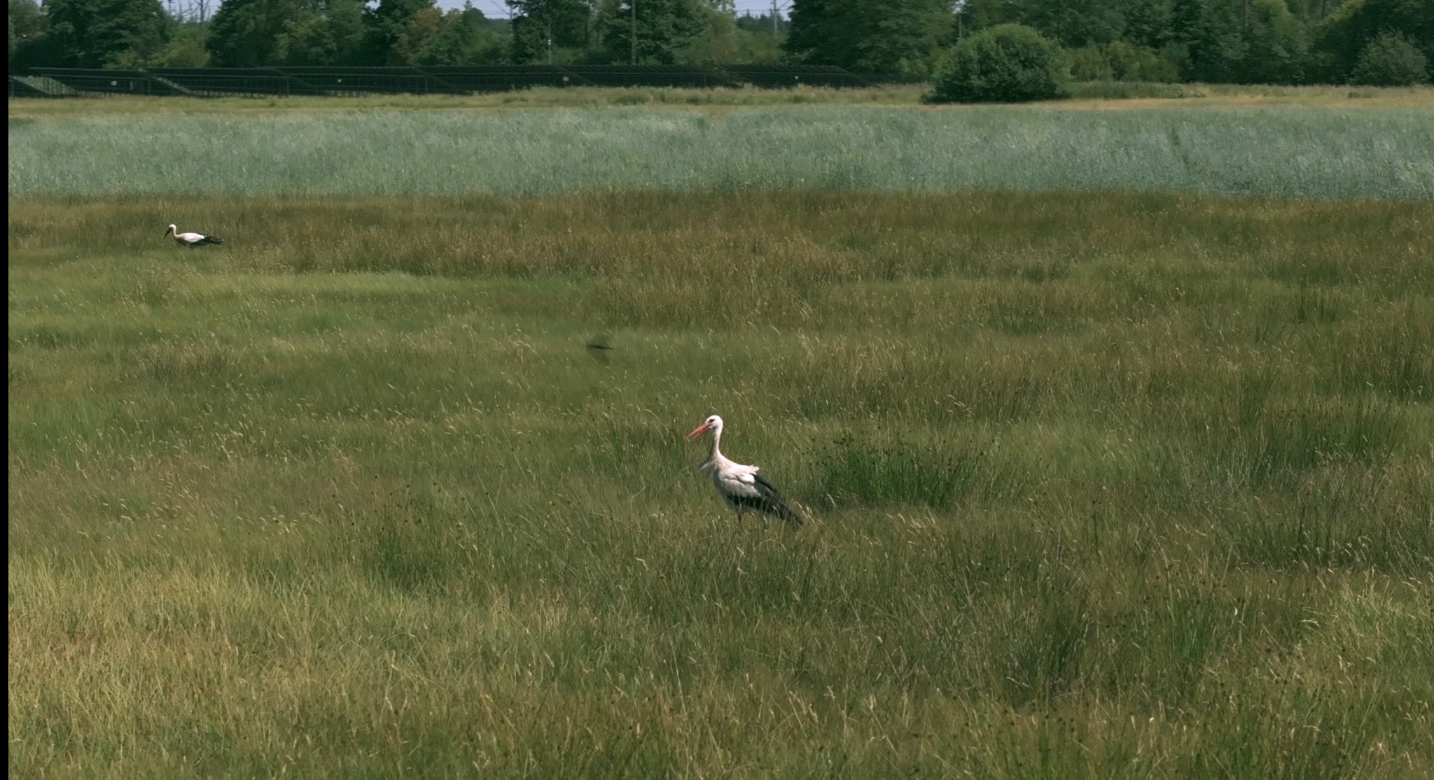 Dwa bociany na zalanym łąkowym terenie, jeden bliżej kadru, drugi w oddali, na horyzoncie pas zieleni i zadaszenie. Naturalne światło.