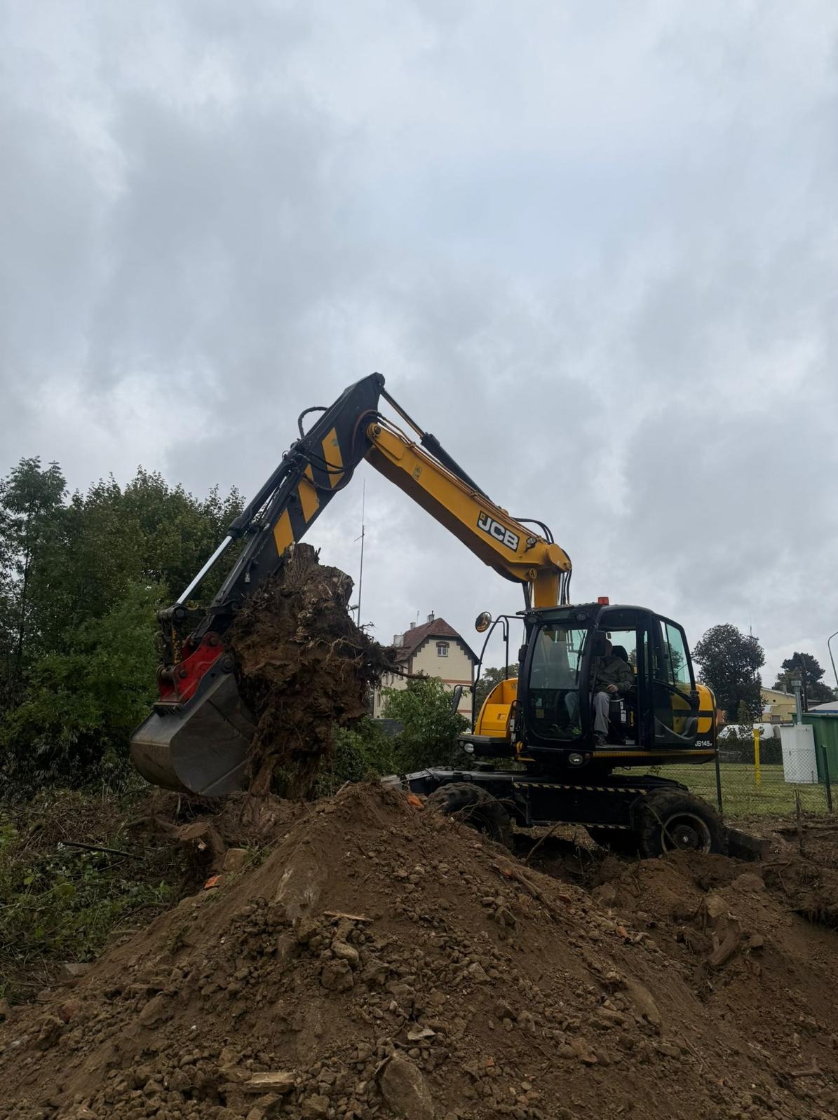 Żółto-czarna koparka JCB z operatorem, unosi wykopany korzeń drzewa na tle pochmurnego nieba i zabudowań. Wokół hałda ziemi.