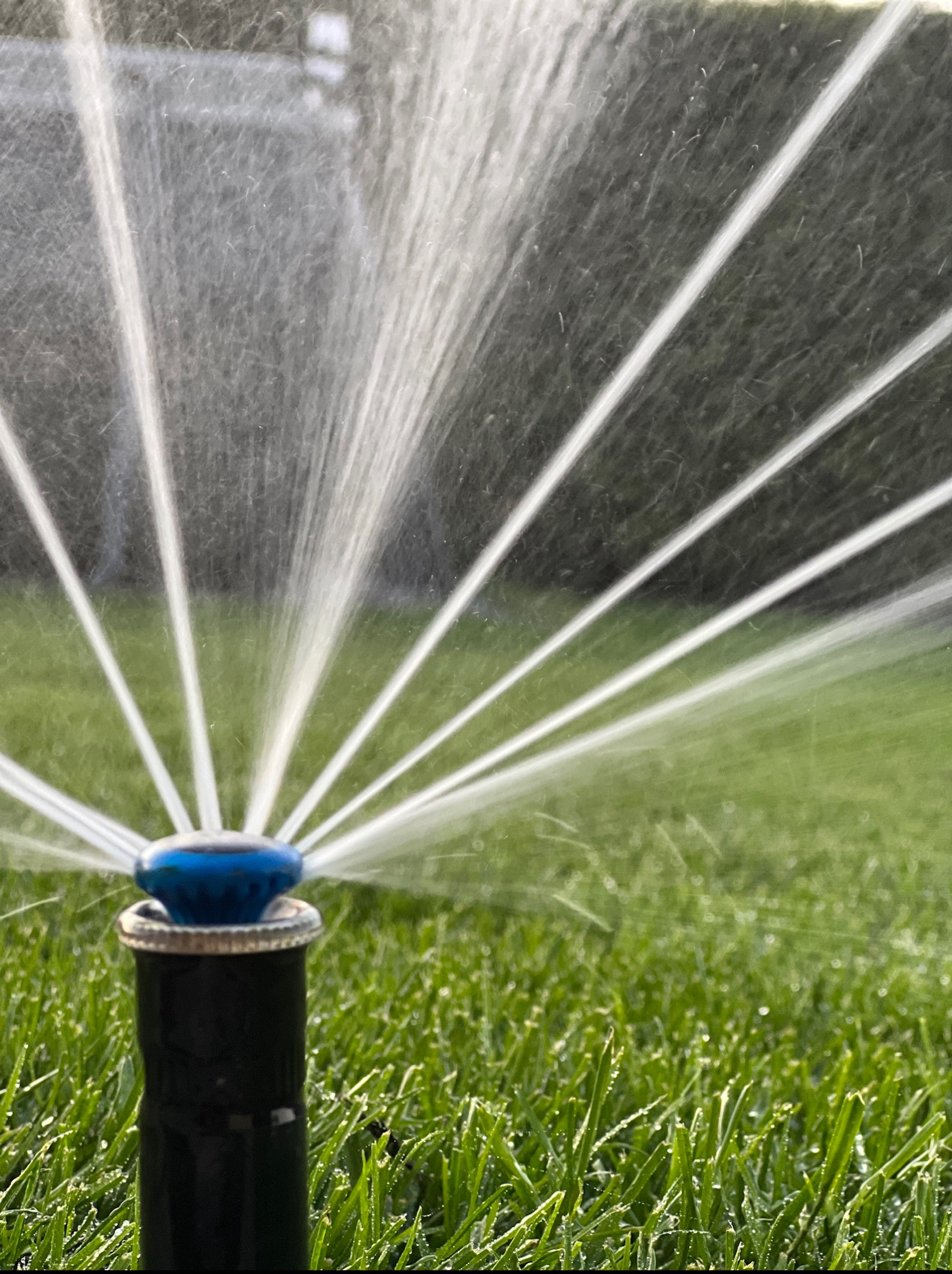 Niskie ujęcie na zraszacz ogrodowy z niebieską dyszą, nawadniający soczystą, zieloną trawę. W tle rozmyty żywopłot.