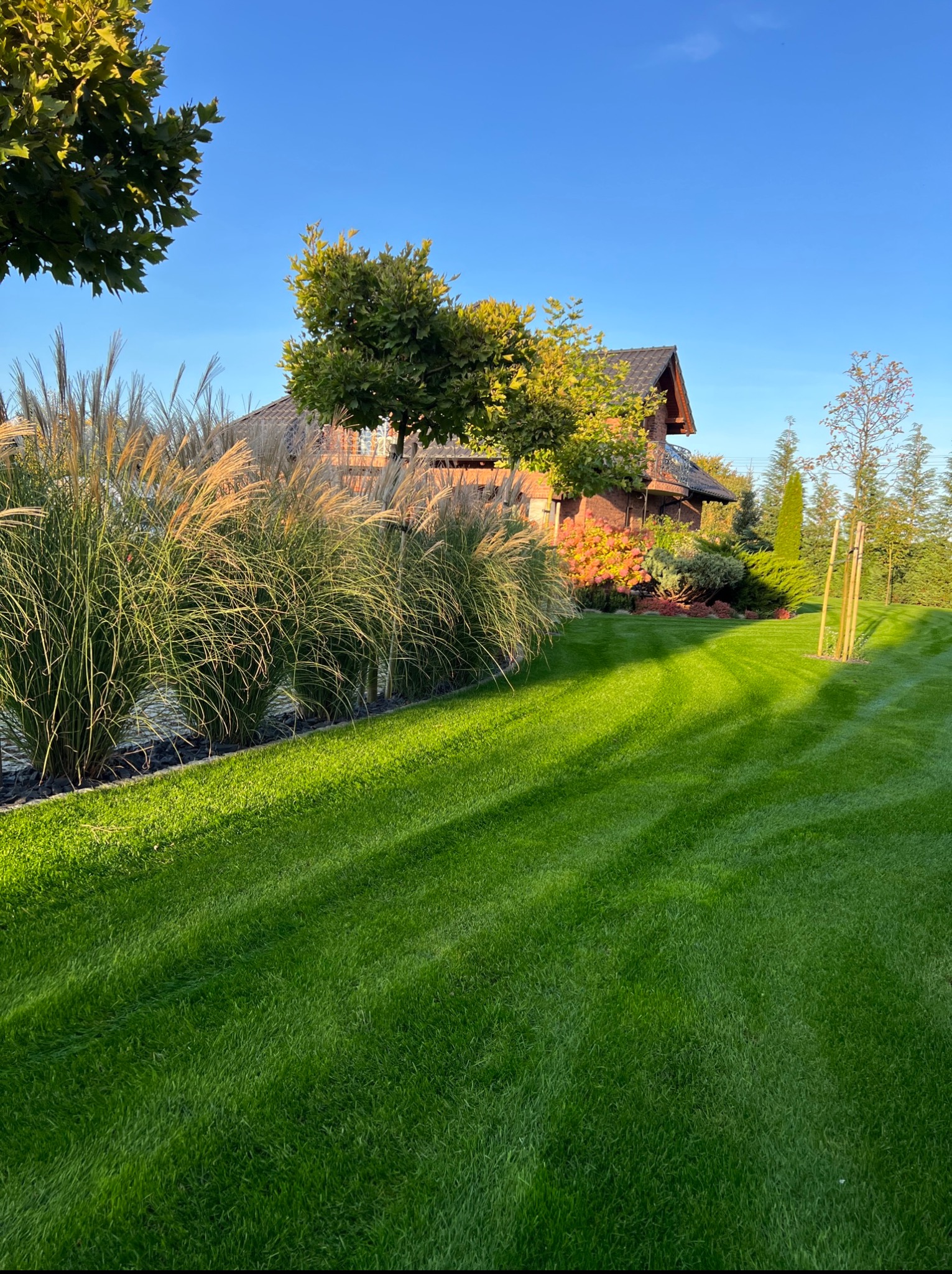 Zadbany, zielony trawnik z równo przystrzyżoną trawą, ozdobne trawy wzdłuż obrzeża, w tle budynek mieszkalny i drzewa w słoneczny dzień.