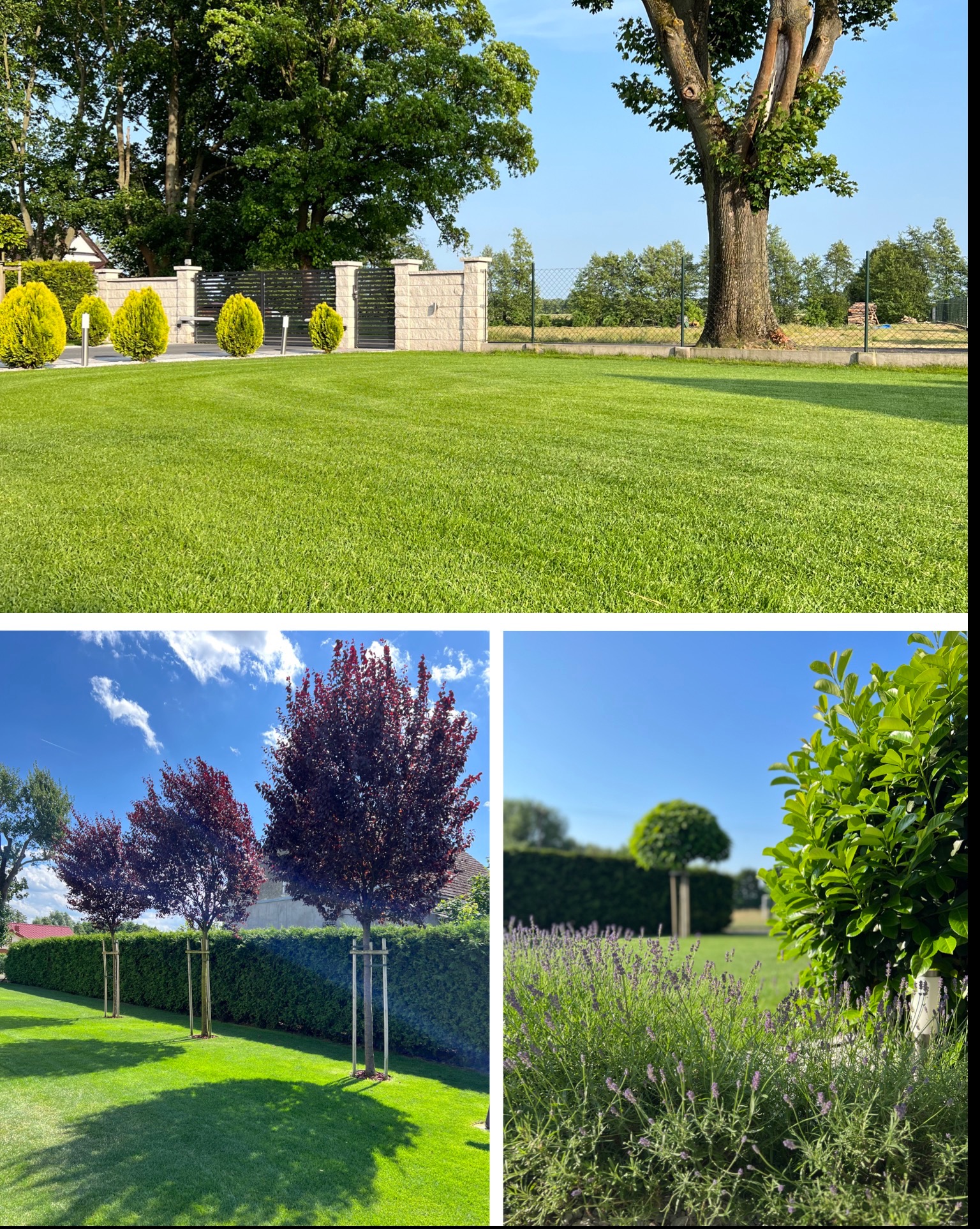 Zadbany trawnik z ozdobnymi drzewami i krzewami, widok na nowoczesne ogrodzenie i bramę. Ujęcie z perspektywy zadbanego ogrodu w słoneczny dzień.