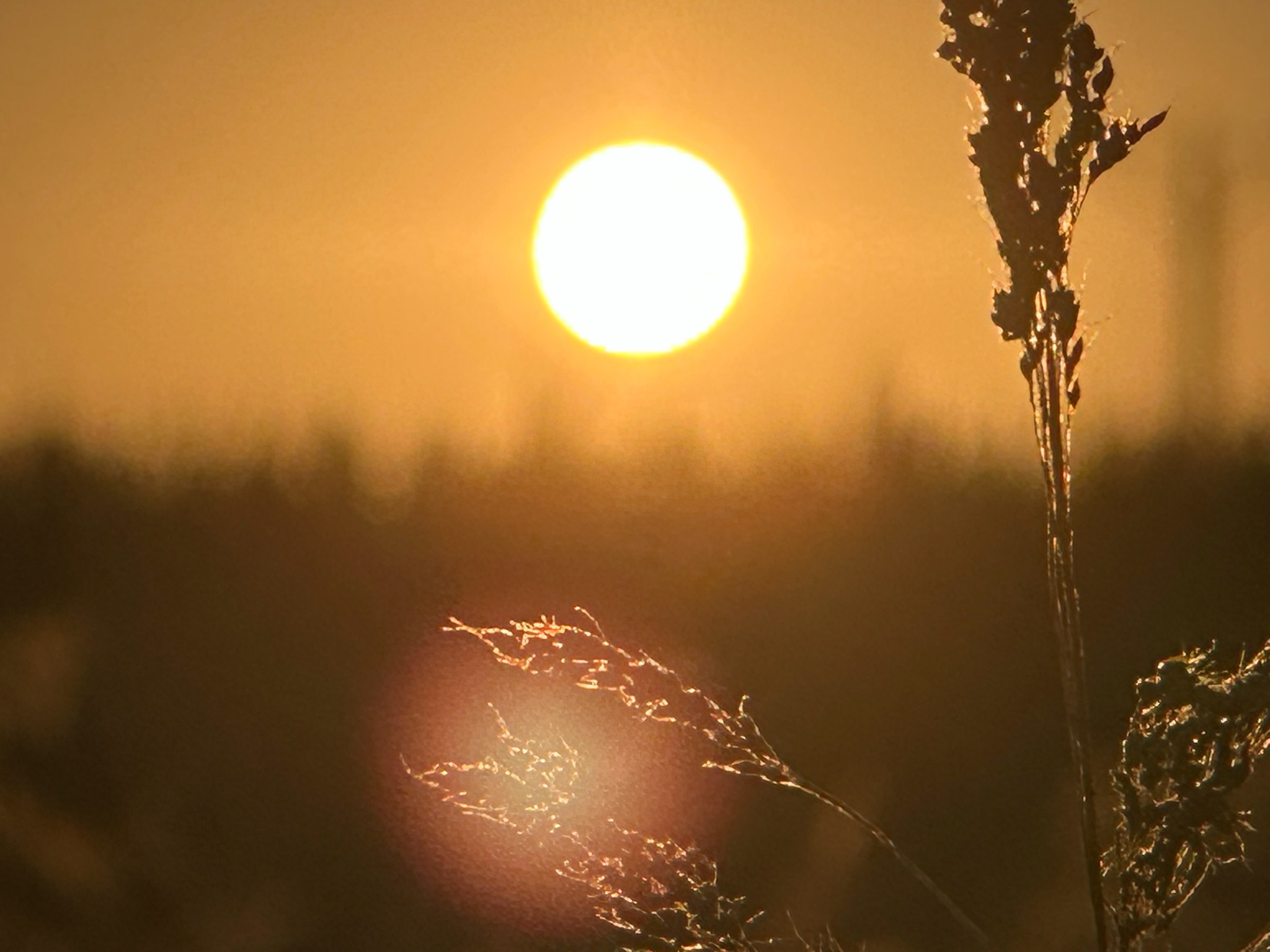 Złocista fotografia: słońce nisko nad horyzontem oświetla źdźbła trawy, tworząc ciepły, stonowany krajobraz w odcieniach brązu i pomarańczy.