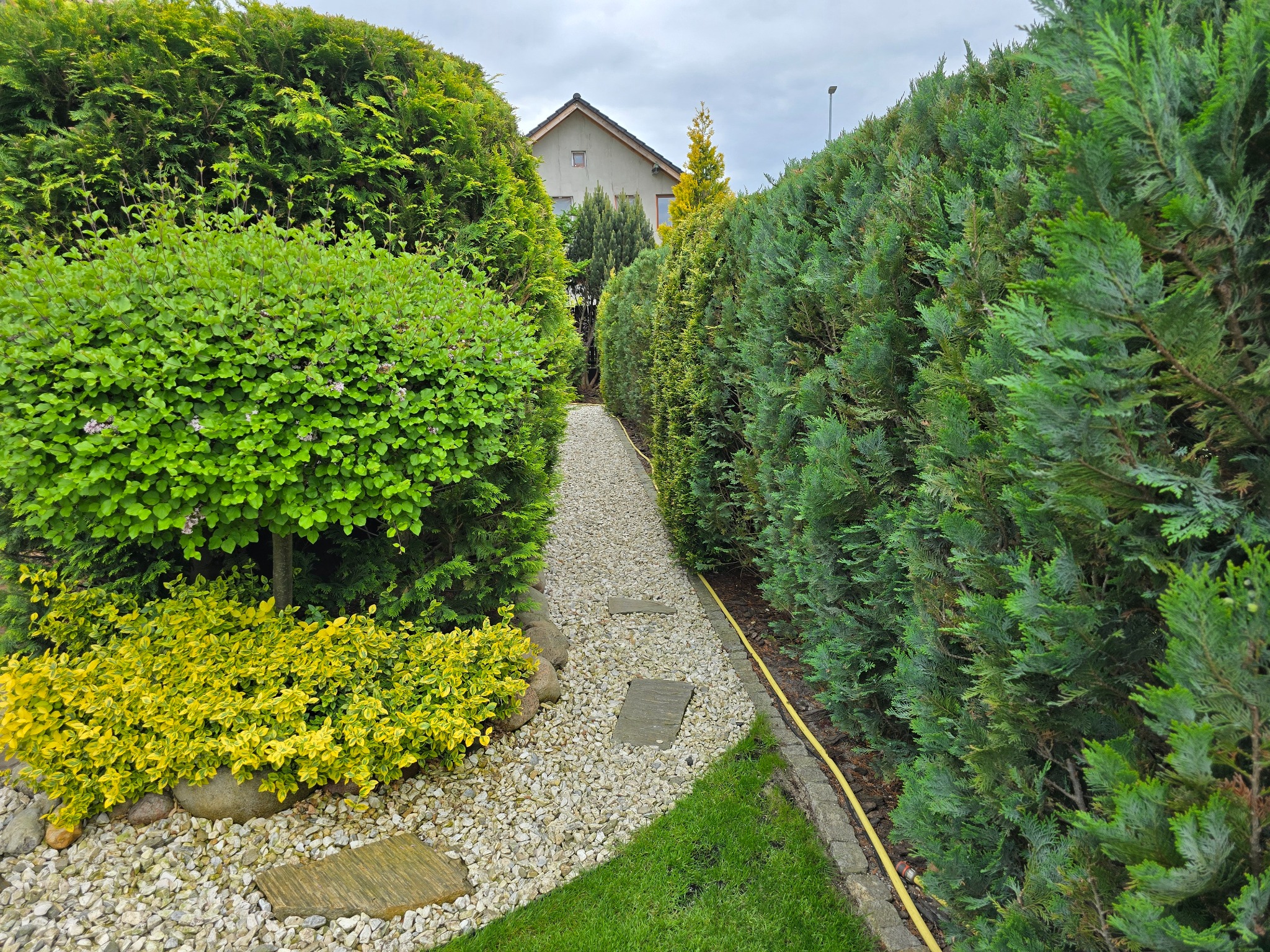 Ogród z ścieżką z kamyków, obrzeżami z kamienia i równo przyciętymi krzewami oraz wysokimi tujami po bokach. Widoczny fragment domu w tle.