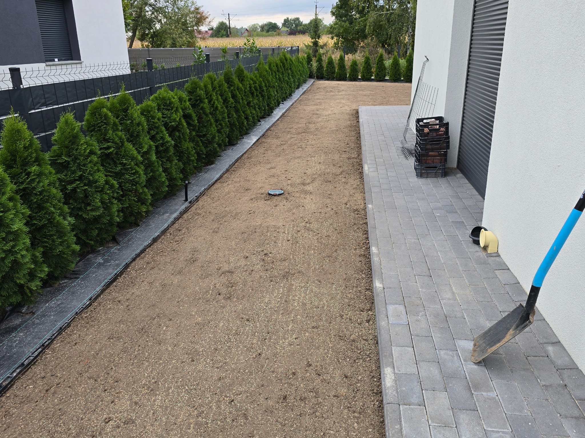 Przygotowany teren pod trawnik z rozłożonymi nasionami, obok rząd regularnie posadzonych, zielonych drzewek. Widoczne narzędzia ogrodnicze i kostka brukowa.