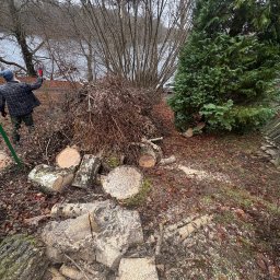 Wycinka drzew Ińsko 2