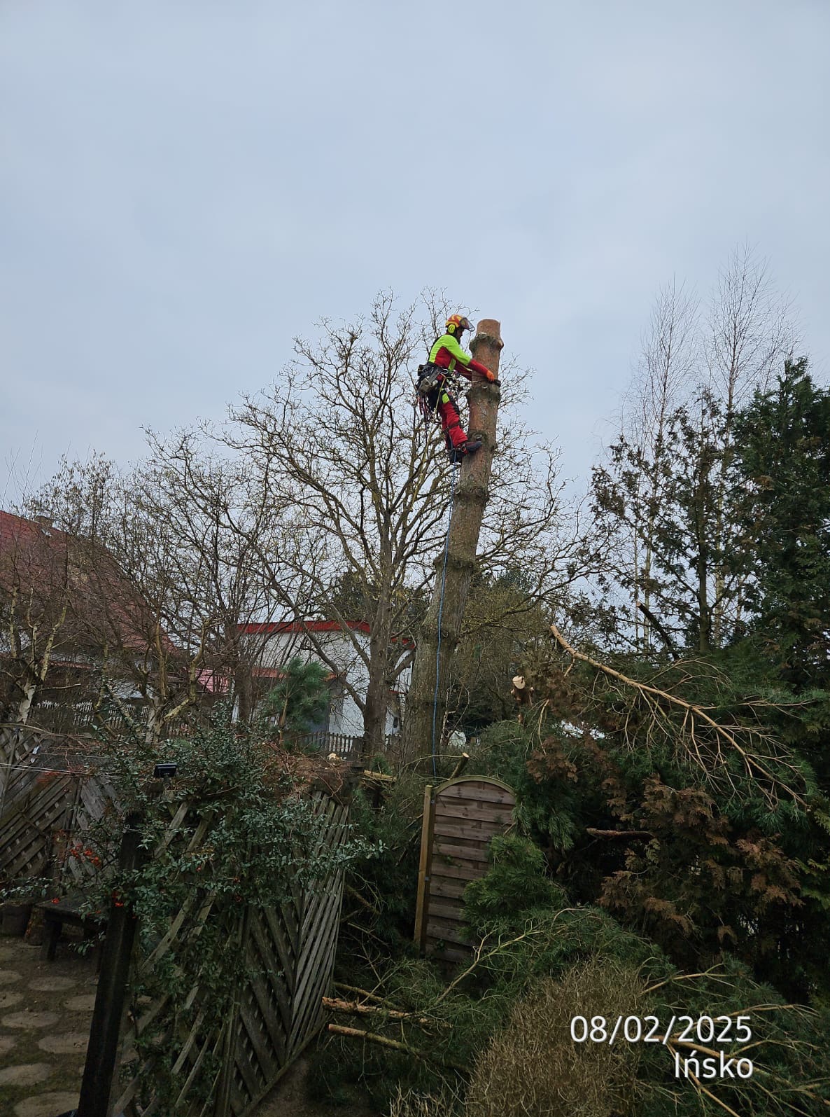 Arborysta w kasku i uprzęży, na pniu ściętego drzewa, pośród rozłożonych gałęzi i zieleni w przydomowym ogrodzie, pochmurne niebo w tle.