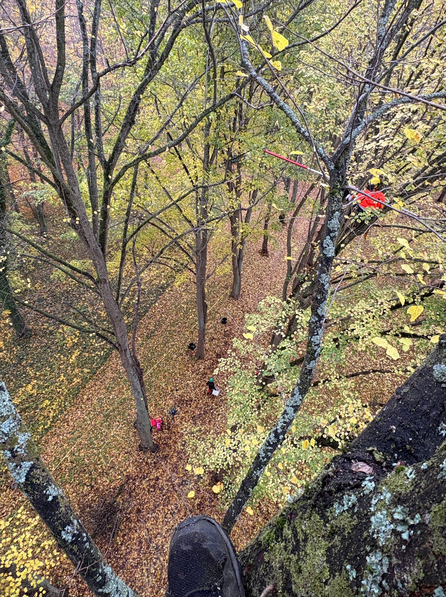Widok z góry na ekipę pracującą przy drzewach w jesiennym lesie, z fragmentem pnia drzewa i butem w kadrze. Czerwony element narzędzia na gałęzi.