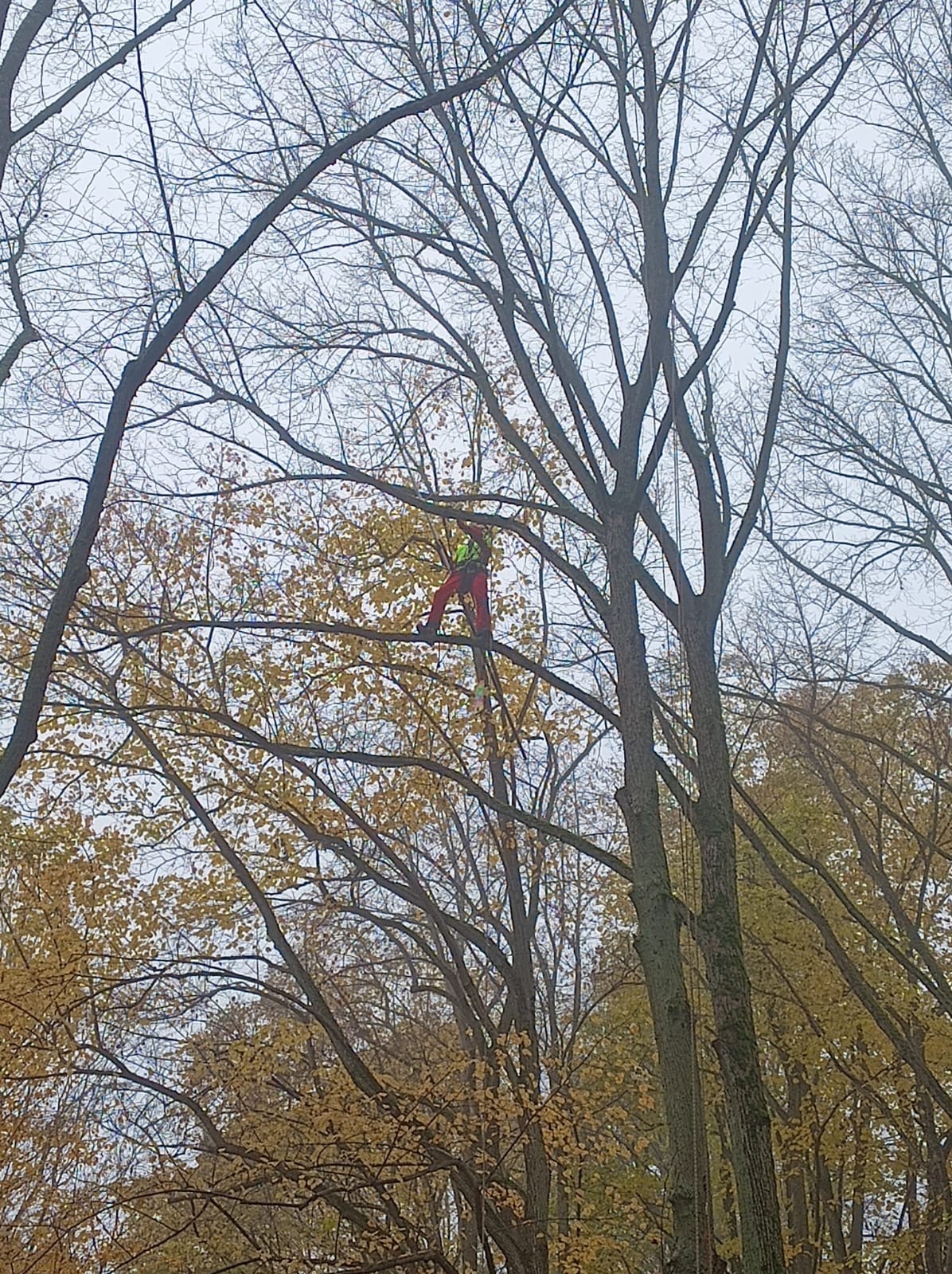 Arborysta w czerwonym kombinezonie, zabezpieczony linami, pracuje na wysokości w koronie drzewa z żółtymi liśćmi. Pochmurne niebo w tle.