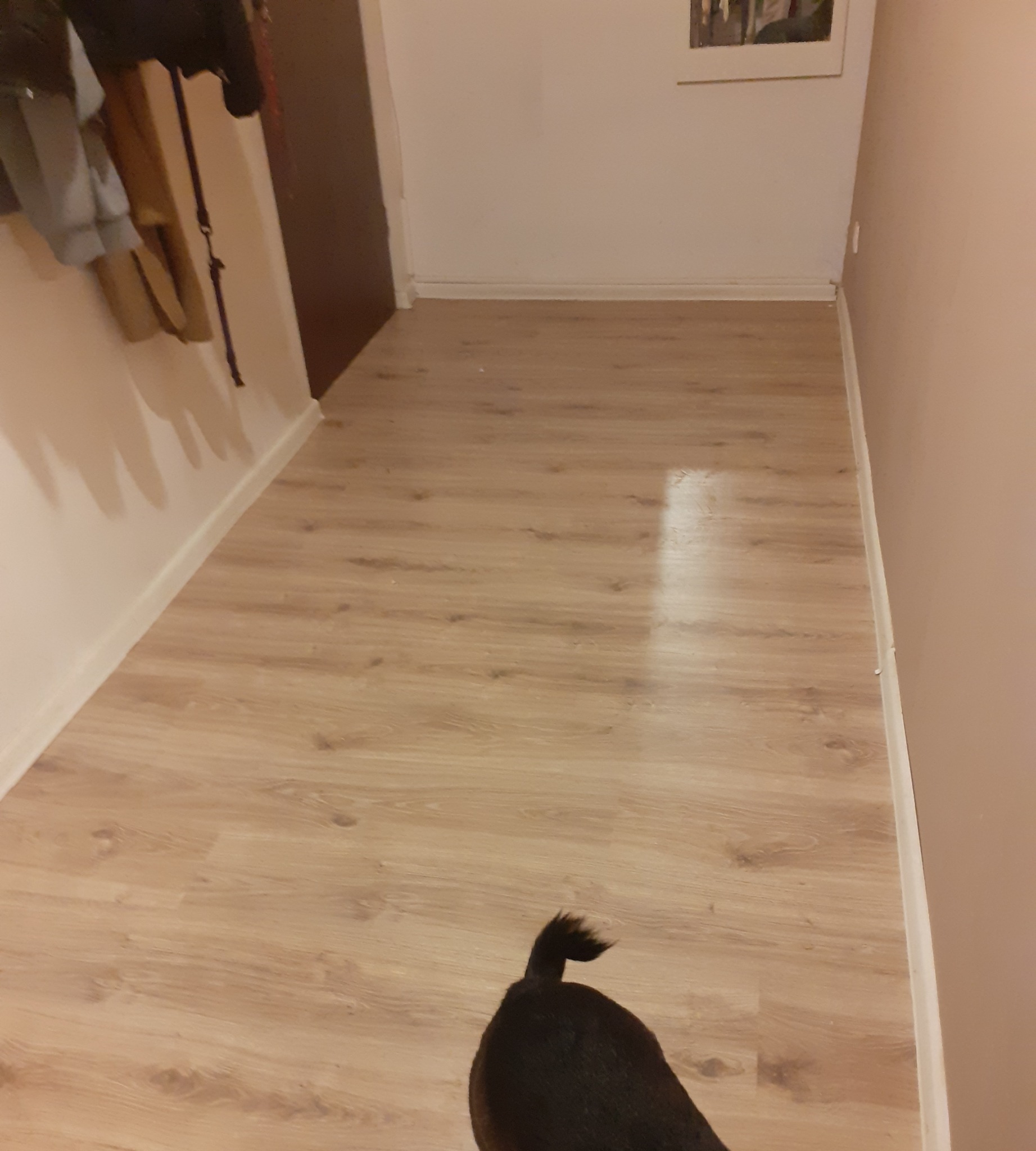 Jasna podłoga laminowana w korytarzu, z widocznym fragmentem psa w dolnej części kadru. Ściany pomalowane na biało i delikatny róż. U góry wisi obraz.