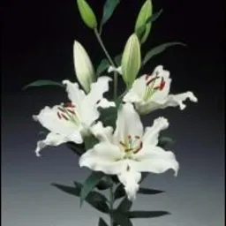 Białe lilie 'Mondial Lelies B.V.' z widocznymi pręcikami i zielonymi pąkami na czarnym tle.