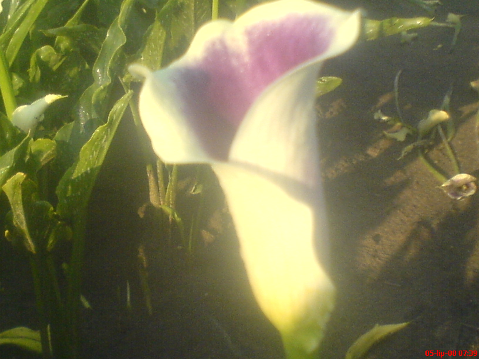 Pojedynczy kwiat kalii o białych płatkach z fioletowym odcieniem w środku, otoczony zielonymi liśćmi, sfotografowany w słabym oświetleniu.