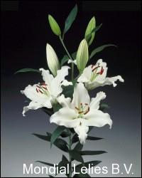 Białe lilie 'Mondial Lelies B.V.' z widocznymi pręcikami i zielonymi pąkami na czarnym tle.