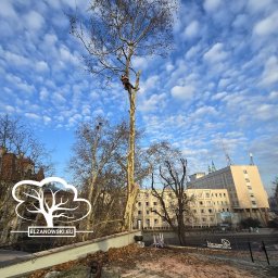 Świadczymy profesjonalne usługi arborystyczne w zakresie pielęgnacji oraz wycinki drzew techniką dostępu linowego nazywaną popularnie metodą alpinistyczną. 