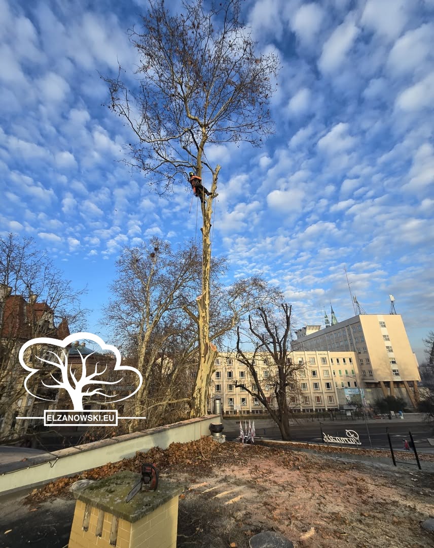 Arborysta w trakcie pracy na wysokim drzewie, zabezpieczony linami, na tle błękitnego nieba z chmurami. W tle budynki miejskie i narzędzia na dachu.