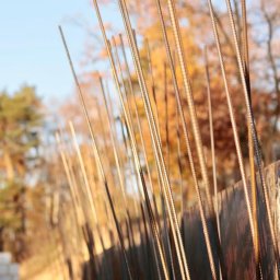 CraftBau - Zbrojenie pionowe wystające z szalunku fundamentów, na tle jesiennych drzew i fragmentu muru z bloczków. Widoczne detale żebrowanej stali i struktury drewna szalunku.