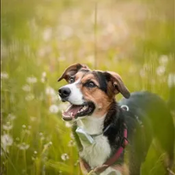 Portret psa rasy mieszanej w wysokiej trawie, z otwartym pyskiem i obrożą. Ujęcie z dołu, z rozmytym tłem łąki i logo w lewym górnym rogu.