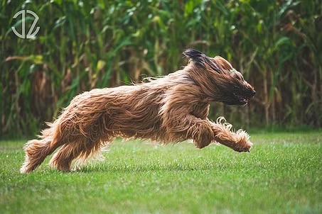 Dynamiczne ujęcie biegnącego psa rasy briard na tle zielonej trawy i kukurydzy. Włos rozwiany w ruchu, uchwycony moment pełnej energii i szybkości.