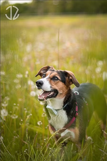 Portret psa rasy mieszanej w wysokiej trawie, z otwartym pyskiem i obrożą. Ujęcie z dołu, z rozmytym tłem łąki i logo w lewym górnym rogu.
