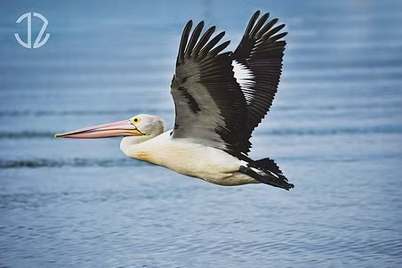 Pelikan australijski w locie nad wodą, z rozpostartymi skrzydłami. Widoczne detale upierzenia i charakterystyczny dziób. W tle spokojna tafla wody.
