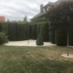 Uformowany żywopłot z tuj i drzewo otoczone białym żwirem w zadbanym ogrodzie przydomowym, widok na dom jednorodzinny w tle.