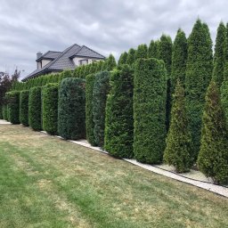 Sadzenie drzew Lublin 1