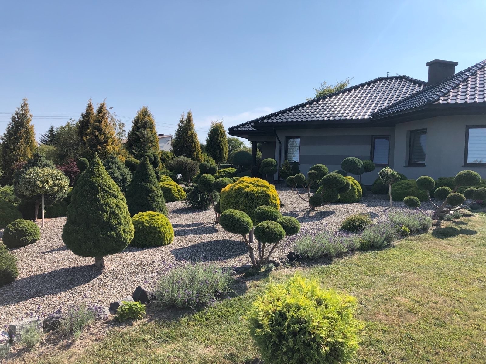 Ogród z formowanymi krzewami i drzewami iglastymi, rabaty z lawendą, kamienna nawierzchnia, dom z szarą elewacją i ciemną dachówką w tle, słoneczny dzień.