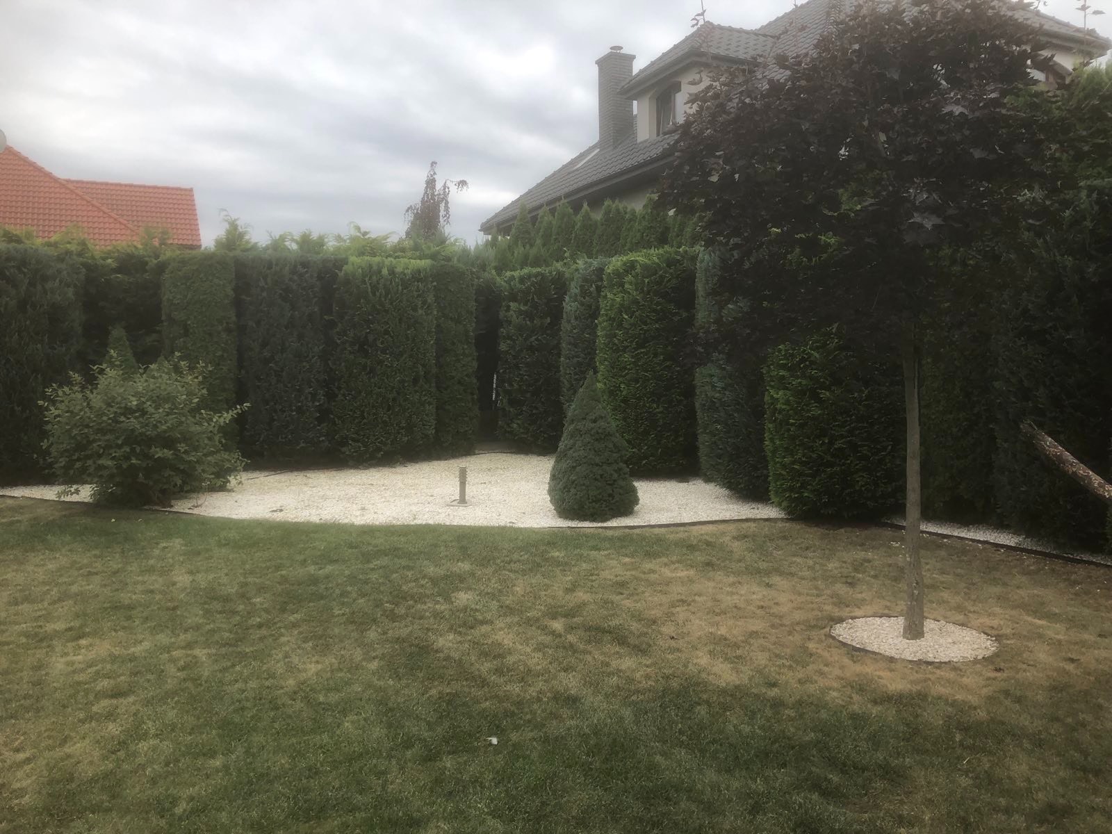 Uformowany żywopłot z tuj i drzewo otoczone białym żwirem w zadbanym ogrodzie przydomowym, widok na dom jednorodzinny w tle.