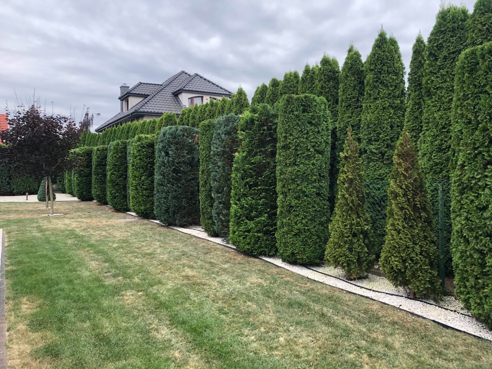 Równy szpaler formowanych tuj oddziela trawnik od domu z szarą dachówką. Biały żwir podkreśla linię nasadzeń. Na trawniku widać brązowe plamy.