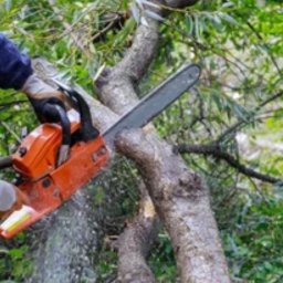 Wycinka drzew Mysłowice 2