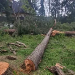 Ścięte drzewo na trawniku po wycince, z widocznymi pniami i gałęziami. W tle budynki i drzewa.
