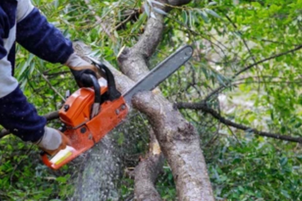 Praca w toku: osoba w rękawicach tnie gałąź drzewa pomarańczową piłą łańcuchową, w tle zielone liście i gałęzie. Wióry lecą spod piły.