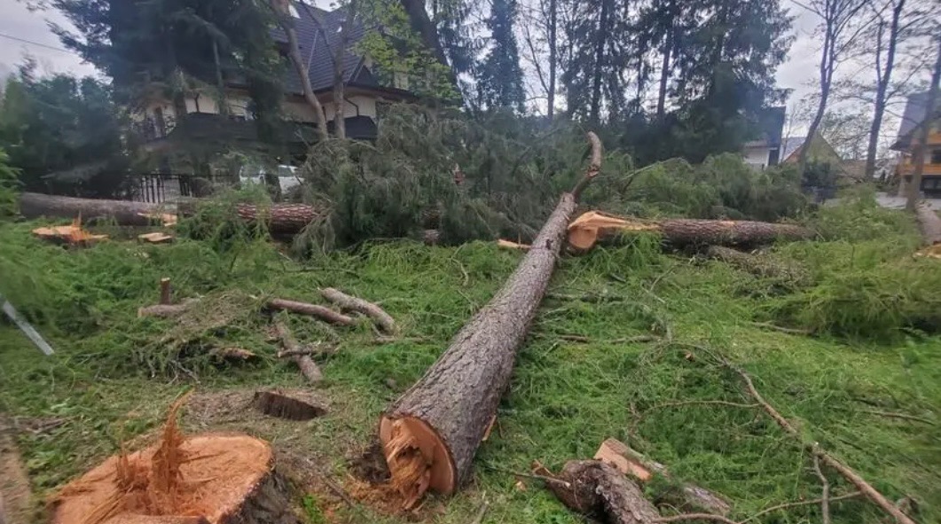 Ścięte drzewo na trawniku po wycince, z widocznymi pniami i gałęziami. W tle budynki i drzewa.